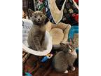 Fireball (pumpkin Patch Kittens), Domestic Shorthair For Adoption In Alexandria