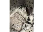 Valka, New Zealand For Adoption In Mattawan, Michigan