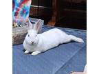 Aster, New Zealand For Adoption In Mattawan, Michigan