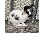 Astrid, New Zealand For Adoption In Mattawan, Michigan