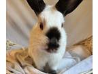 Meep, Californian For Adoption In Mattawan, Michigan