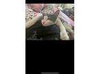 Ashe, American Shorthair For Adoption In Phoenix, Arizona