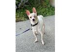 Captain, Rat Terrier For Adoption In Los Angeles, California