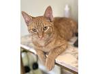 Yoshi, Domestic Shorthair For Adoption In Gravette, Arkansas