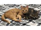 River And Flounder, Domestic Shorthair For Adoption In Anchorage, Alaska