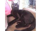 Honeysuckle, Domestic Mediumhair For Adoption In Yukon, Oklahoma