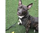Harry Potter, Bull Terrier For Adoption In Whitehall, Pennsylvania