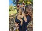 Truly, American Pit Bull Terrier For Adoption In Norristown, Pennsylvania