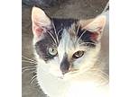 Arabella, Domestic Shorthair For Adoption In Smithfield, North Carolina