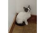 Greta, Domestic Shorthair For Adoption In South Bend, Indiana