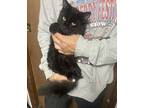 Inky Bonded With Blinky, Domestic Mediumhair For Adoption In Macedonia, Ohio