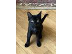 Black Kittens, Domestic Shorthair For Adoption In Mobile, Alabama