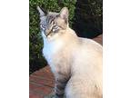 Sam Snowshoe, Snowshoe For Adoption In Mobile, Alabama
