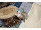 Cinnamon, Ferret For Adoption In Sykesville, Maryland