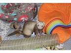 Jake, Ferret For Adoption In Sykesville, Maryland