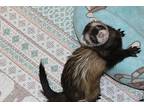 Bandit, Ferret For Adoption In Sykesville, Maryland