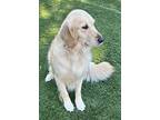 Bluebelle, Golden Retriever For Adoption In Escondido, California