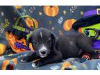 Kibbles, Labrador Retriever For Adoption In Jackson, Tennessee