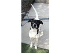 Parker, Labrador Retriever For Adoption In Syracuse, New York