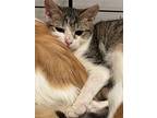 Lucky, Domestic Shorthair For Adoption In New Braunfels, Texas