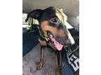 Titan, Doberman Pinscher For Adoption In Ontario, California