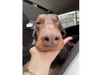 Cedar, Doberman Pinscher For Adoption In Ontario, California