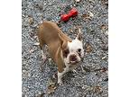 Hollie Hobbie Ky4470, Boston Terrier For Adoption In Maryville, Tennessee