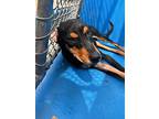 Angel, Miniature Pinscher For Adoption In Ontario, California
