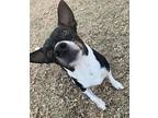 Zero, Jack Russell Terrier For Adoption In Long Beach, Mississippi