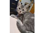 Mcflurry, Domestic Shorthair For Adoption In Kettering, Ohio