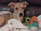 Tricia, Retriever (unknown Type) For Adoption In Helotes, Texas