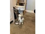 11 Week Old Kitten, American Shorthair For Adoption In Agua Dulce, California