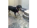 Gorgeous, Miniature Pinscher For Adoption In Katy, Texas