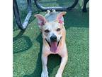 Lisha*, Border Terrier For Adoption In El Paso, Texas