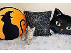Rocco, Domestic Shorthair For Adoption In Overland Park, Kansas