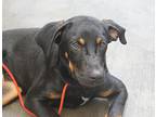Vega, Doberman Pinscher For Adoption In Ventura, California