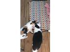 Molly, Domestic Shorthair For Adoption In Lewisburg, Tennessee