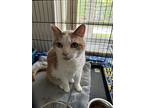 Hannah, Domestic Shorthair For Adoption In O'fallon, Missouri