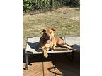 Stamos, Labrador Retriever For Adoption In Wendell, North Carolina