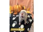 Transmission, Rat For Adoption In Kelowna, British Columbia