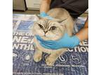 Kloud, British Shorthair For Adoption In Whitestone, New York
