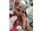 Itsy, Domestic Shorthair For Adoption In Crossville, Tennessee