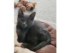 Grayson -sibling #1, Domestic Shorthair For Adoption In Myrtle Beach