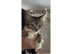 Gracie - Sibling #3, Domestic Shorthair For Adoption In Myrtle Beach