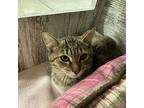 Rough, Domestic Shorthair For Adoption In Millbrook, Illinois