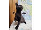 Emory, Domestic Shorthair For Adoption In Fond Du Lac, Wisconsin