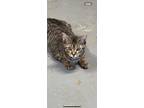 Leah, Domestic Shorthair For Adoption In Fond Du Lac, Wisconsin