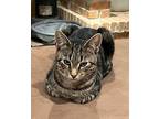 Ehor, Domestic Shorthair For Adoption In Fond Du Lac, Wisconsin