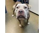 Annabelle, American Pit Bull Terrier For Adoption In Oceanside, California