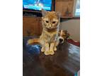 Jasmine, Tabby For Adoption In Kiowa, Oklahoma